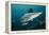 Shark and Remora, Shark Dive, Umkomaas, KwaZulu-Natal, South Africa-Pete Oxford-Framed Premier Image Canvas