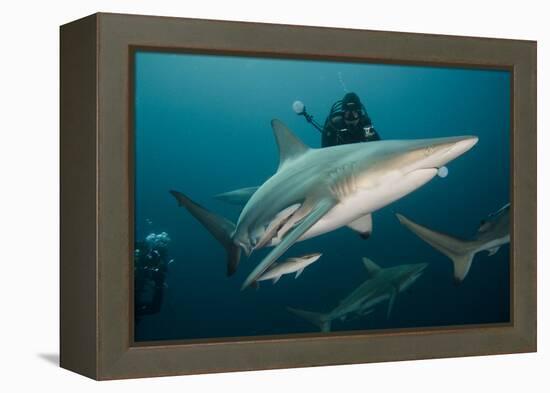 Shark and Remora, Shark Dive, Umkomaas, KwaZulu-Natal, South Africa-Pete Oxford-Framed Premier Image Canvas