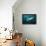 Shark and Remora, Shark Dive, Umkomaas, KwaZulu-Natal, South Africa-Pete Oxford-Framed Premier Image Canvas displayed on a wall