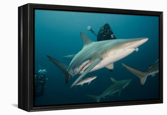 Shark and Remora, Shark Dive, Umkomaas, KwaZulu-Natal, South Africa-Pete Oxford-Framed Premier Image Canvas