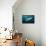 Shark and Remora, Shark Dive, Umkomaas, KwaZulu-Natal, South Africa-Pete Oxford-Framed Premier Image Canvas displayed on a wall