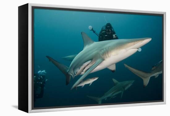 Shark and Remora, Shark Dive, Umkomaas, KwaZulu-Natal, South Africa-Pete Oxford-Framed Premier Image Canvas