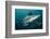 Shark and Remora, Shark Dive, Umkomaas, KwaZulu-Natal, South Africa-Pete Oxford-Framed Photographic Print