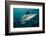 Shark and Remora, Shark Dive, Umkomaas, KwaZulu-Natal, South Africa-Pete Oxford-Framed Photographic Print