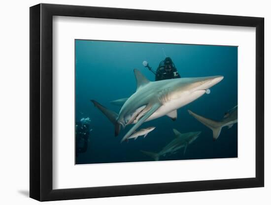 Shark and Remora, Shark Dive, Umkomaas, KwaZulu-Natal, South Africa-Pete Oxford-Framed Photographic Print