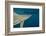 Shark and Remora, Shark Dive, Umkomaas, KwaZulu-Natal, South Africa-Pete Oxford-Framed Photographic Print