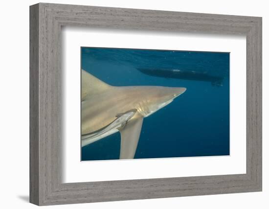 Shark and Remora, Shark Dive, Umkomaas, KwaZulu-Natal, South Africa-Pete Oxford-Framed Photographic Print