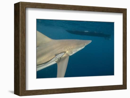 Shark and Remora, Shark Dive, Umkomaas, KwaZulu-Natal, South Africa-Pete Oxford-Framed Photographic Print