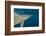 Shark and Remora, Shark Dive, Umkomaas, KwaZulu-Natal, South Africa-Pete Oxford-Framed Photographic Print