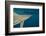 Shark and Remora, Shark Dive, Umkomaas, KwaZulu-Natal, South Africa-Pete Oxford-Framed Photographic Print