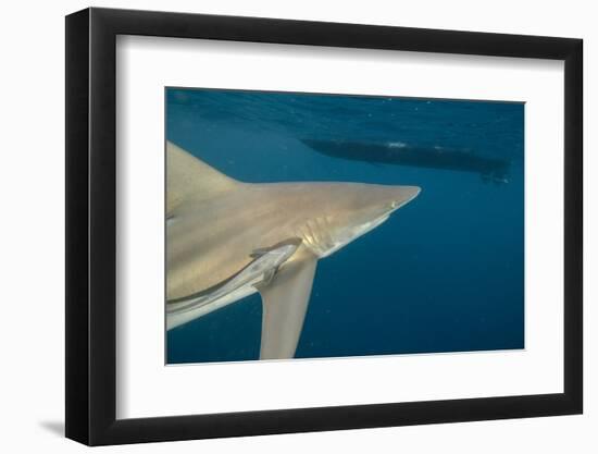 Shark and Remora, Shark Dive, Umkomaas, KwaZulu-Natal, South Africa-Pete Oxford-Framed Photographic Print