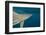 Shark and Remora, Shark Dive, Umkomaas, KwaZulu-Natal, South Africa-Pete Oxford-Framed Photographic Print