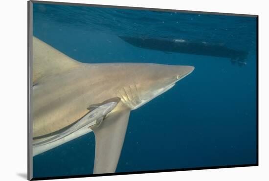 Shark and Remora, Shark Dive, Umkomaas, KwaZulu-Natal, South Africa-Pete Oxford-Mounted Photographic Print