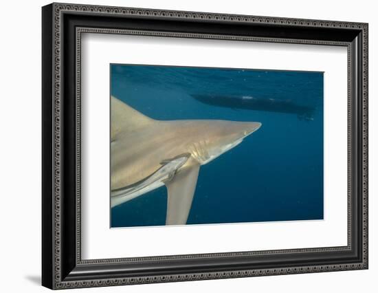 Shark and Remora, Shark Dive, Umkomaas, KwaZulu-Natal, South Africa-Pete Oxford-Framed Photographic Print