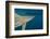 Shark and Remora, Shark Dive, Umkomaas, KwaZulu-Natal, South Africa-Pete Oxford-Framed Photographic Print