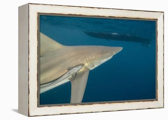 Shark and Remora, Shark Dive, Umkomaas, KwaZulu-Natal, South Africa-Pete Oxford-Framed Premier Image Canvas