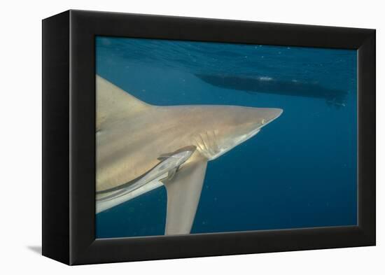 Shark and Remora, Shark Dive, Umkomaas, KwaZulu-Natal, South Africa-Pete Oxford-Framed Premier Image Canvas