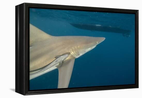 Shark and Remora, Shark Dive, Umkomaas, KwaZulu-Natal, South Africa-Pete Oxford-Framed Premier Image Canvas