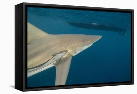 Shark and Remora, Shark Dive, Umkomaas, KwaZulu-Natal, South Africa-Pete Oxford-Framed Premier Image Canvas