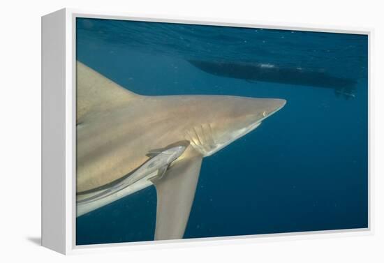 Shark and Remora, Shark Dive, Umkomaas, KwaZulu-Natal, South Africa-Pete Oxford-Framed Premier Image Canvas