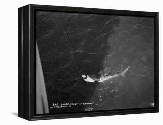 Shark Caught by the Cruise Ship 'Atlantis, Off Bathurst, Gambia, 20th Century-null-Framed Premier Image Canvas