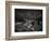 Shark Dorsal Fin-Henry Horenstein-Framed Photographic Print