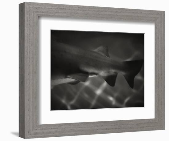 Shark Dorsal Fin-Henry Horenstein-Framed Photographic Print