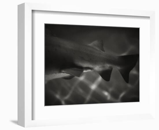 Shark Dorsal Fin-Henry Horenstein-Framed Photographic Print