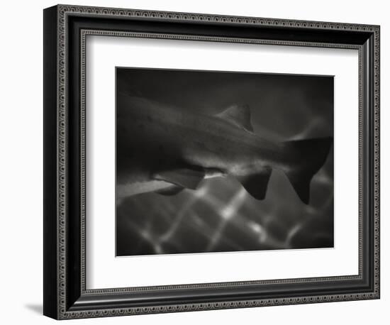 Shark Dorsal Fin-Henry Horenstein-Framed Photographic Print