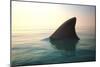 Shark Fin above Ocean Water-null-Mounted Photographic Print