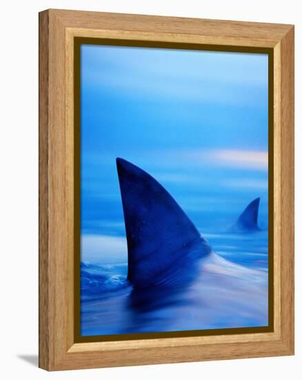 Shark Fins Cutting Surface of Water-Randy Faris-Framed Premier Image Canvas