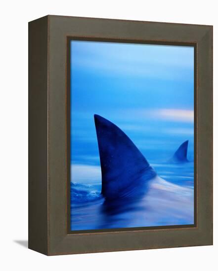 Shark Fins Cutting Surface of Water-Randy Faris-Framed Premier Image Canvas