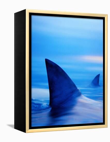 Shark Fins Cutting Surface of Water-Randy Faris-Framed Premier Image Canvas