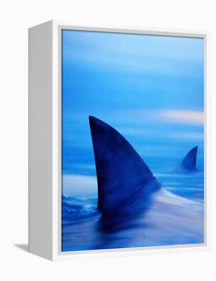 Shark Fins Cutting Surface of Water-Randy Faris-Framed Premier Image Canvas