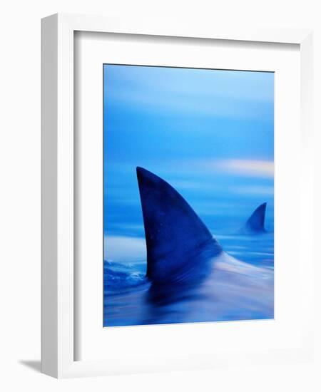 Shark Fins Cutting Surface of Water-Randy Faris-Framed Photographic Print