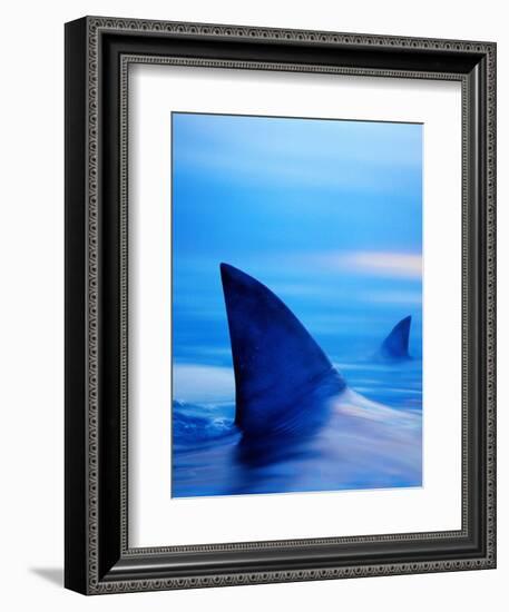 Shark Fins Cutting Surface of Water-Randy Faris-Framed Photographic Print