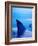 Shark Fins Cutting Surface of Water-Randy Faris-Framed Photographic Print