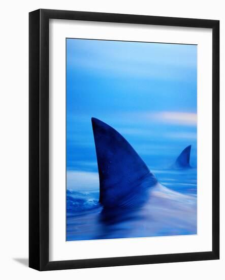 Shark Fins Cutting Surface of Water-Randy Faris-Framed Photographic Print