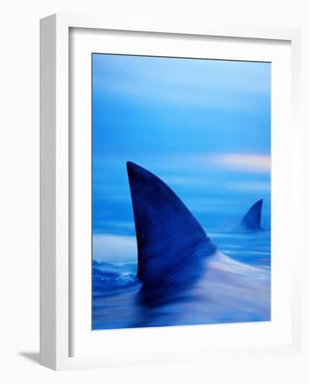 Shark Fins Cutting Surface of Water-Randy Faris-Framed Photographic Print