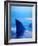 Shark Fins Cutting Surface of Water-Randy Faris-Framed Photographic Print