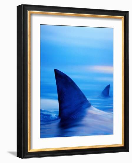 Shark Fins Cutting Surface of Water-Randy Faris-Framed Photographic Print