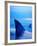 Shark Fins Cutting Surface of Water-Randy Faris-Framed Photographic Print