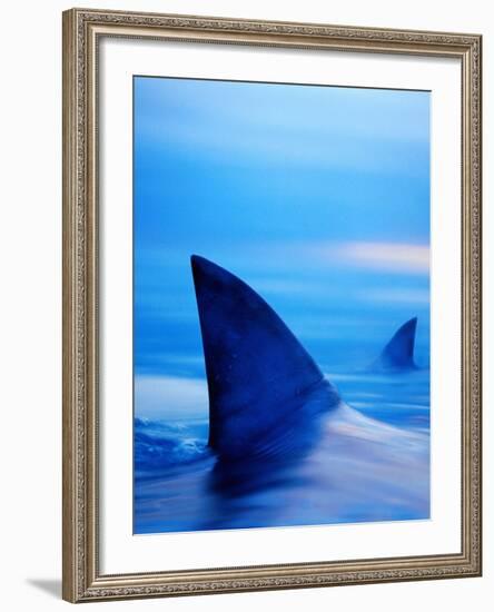 Shark Fins Cutting Surface of Water-Randy Faris-Framed Photographic Print