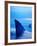 Shark Fins Cutting Surface of Water-Randy Faris-Framed Photographic Print