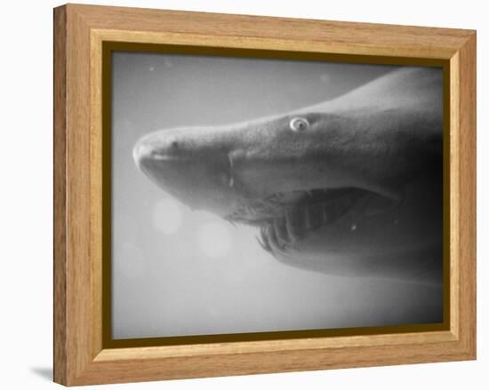 Shark Mouth-Henry Horenstein-Framed Premier Image Canvas