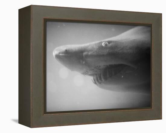 Shark Mouth-Henry Horenstein-Framed Premier Image Canvas