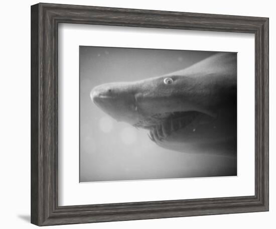 Shark Mouth-Henry Horenstein-Framed Photographic Print