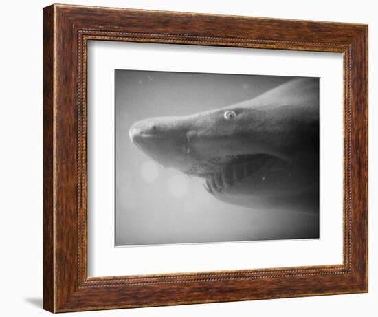 Shark Mouth-Henry Horenstein-Framed Photographic Print