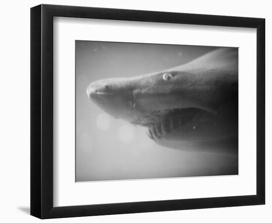 Shark Mouth-Henry Horenstein-Framed Photographic Print