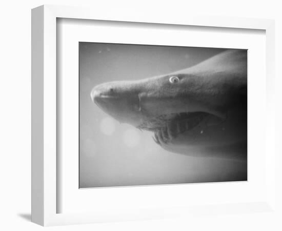 Shark Mouth-Henry Horenstein-Framed Photographic Print